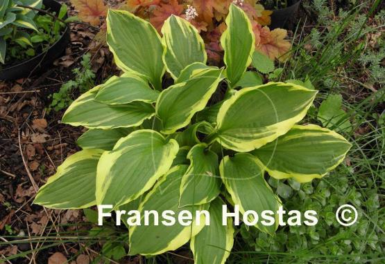 Hosta Rubies and Ruffles